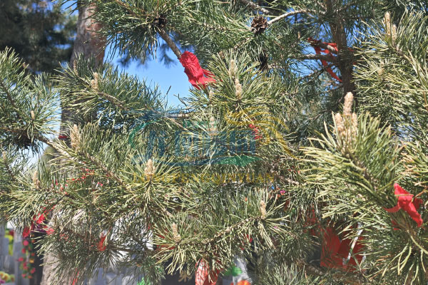 深入了解龙凤墓园的骨灰安葬服务优势 深入了解龙凤墓园的骨灰安葬服务优势