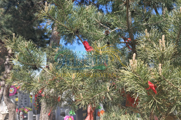 沈阳龙凤寝园林区风景