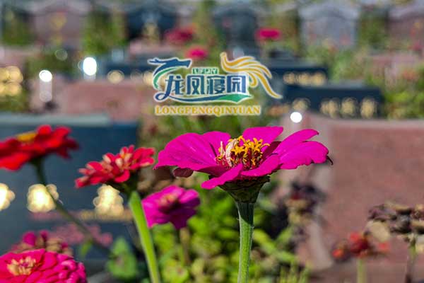 沈阳龙凤寝园探秘：走进历史与现代交融的宁静角落